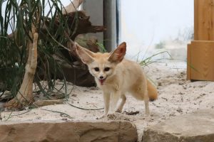 Dortmunder Zoo erhält neues Wüstenfuchs-Gehege – Reinoldigilde fördert mit gut 52.000 Euro